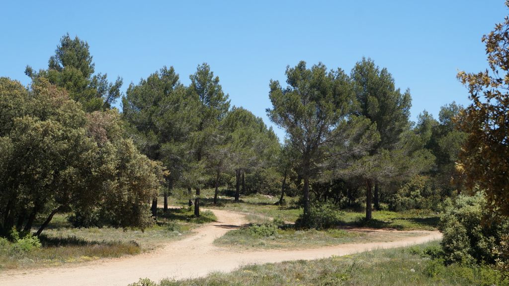 In the forest on the side of the St Victoire (Plateau de Bibémus), Aix-en-Provence