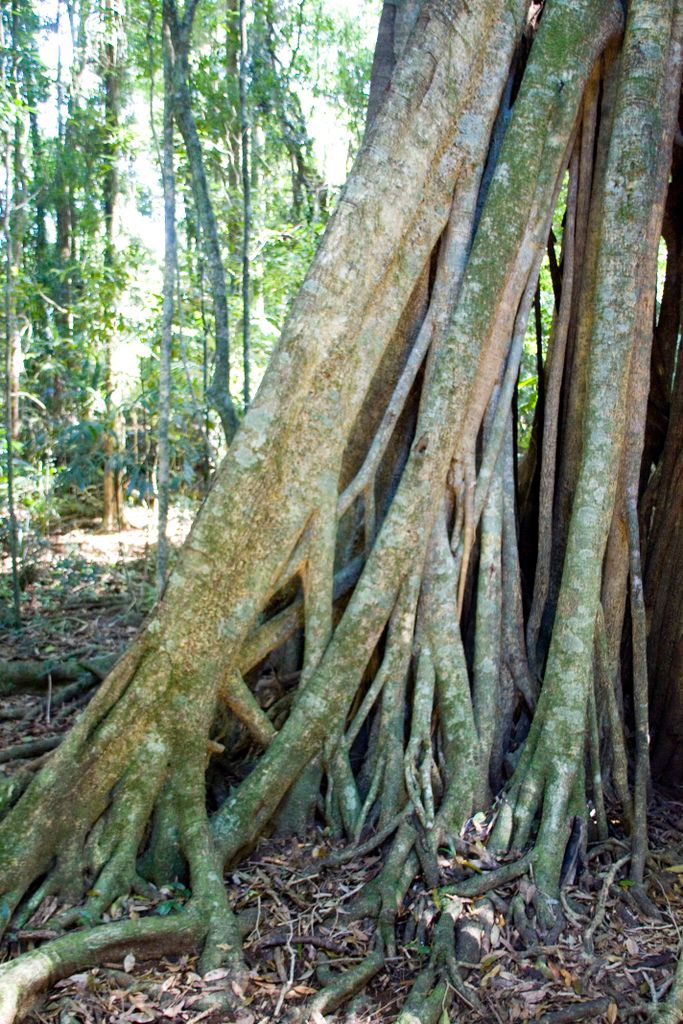 Queensland, Australia, Rain Forest