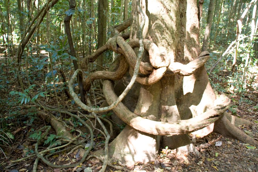 Queensland, Australia, Rain Forest