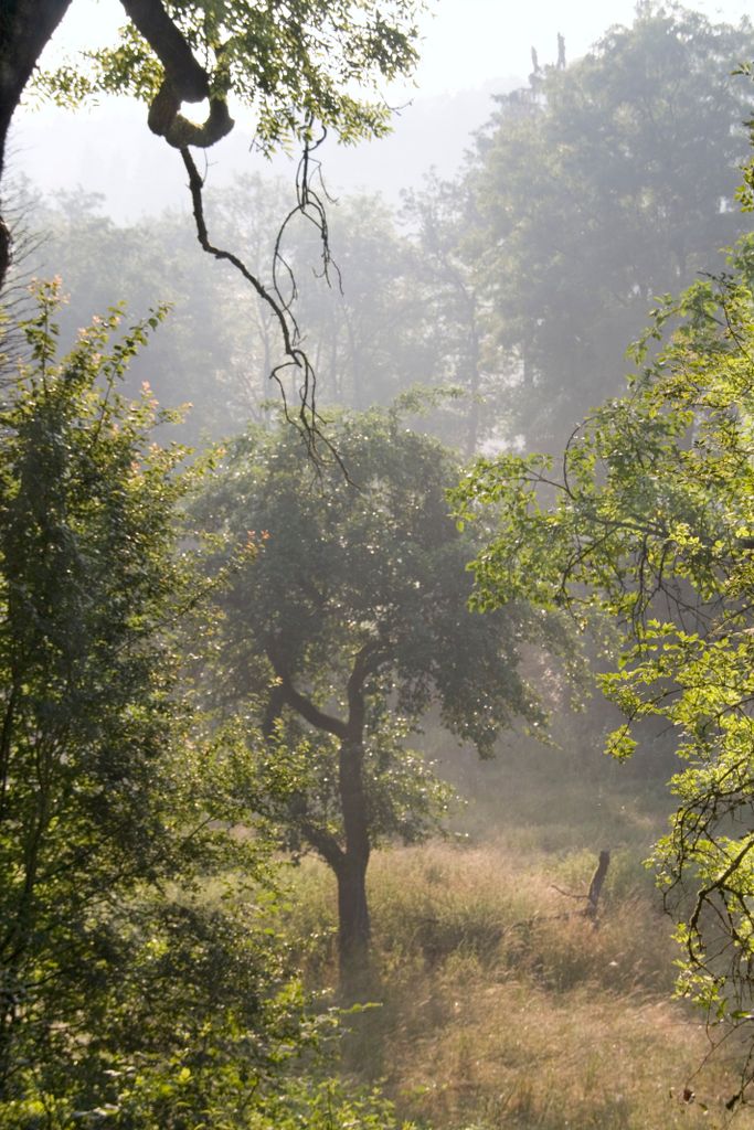 Early morning view of the forest around Dagstuhl castle