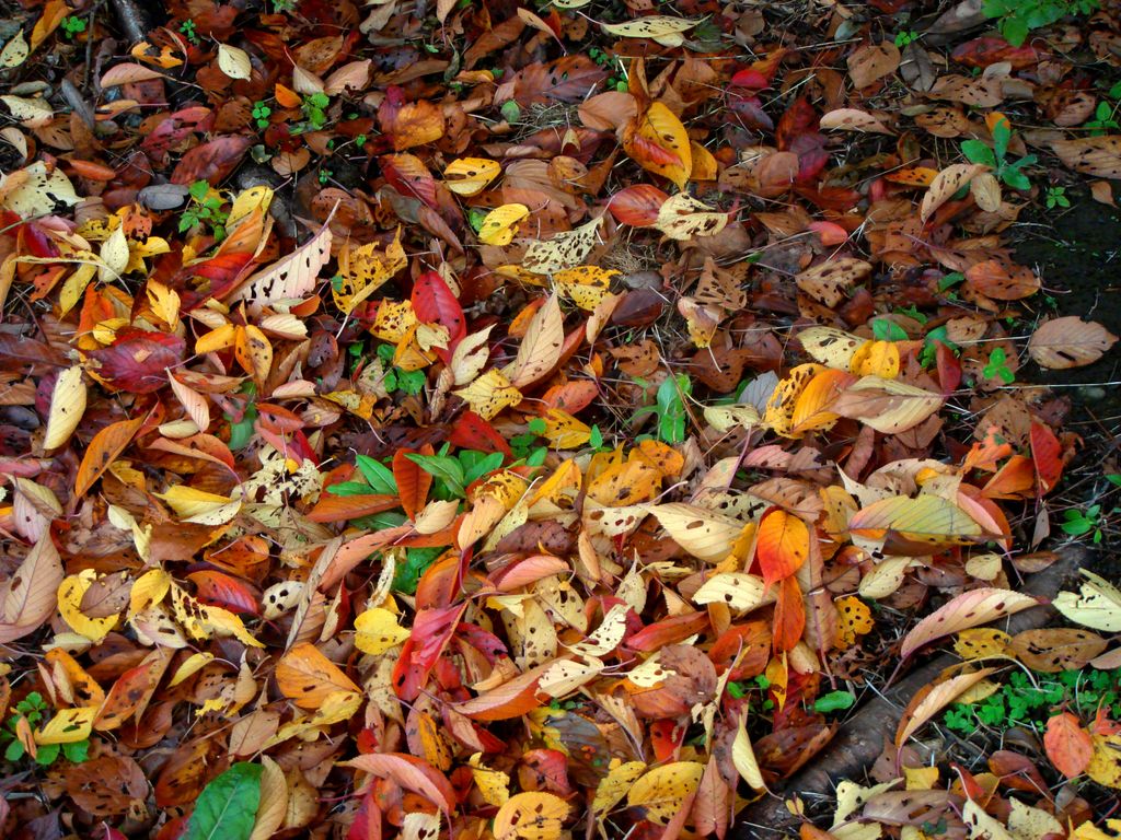 Autumn colours (a park in Japan)