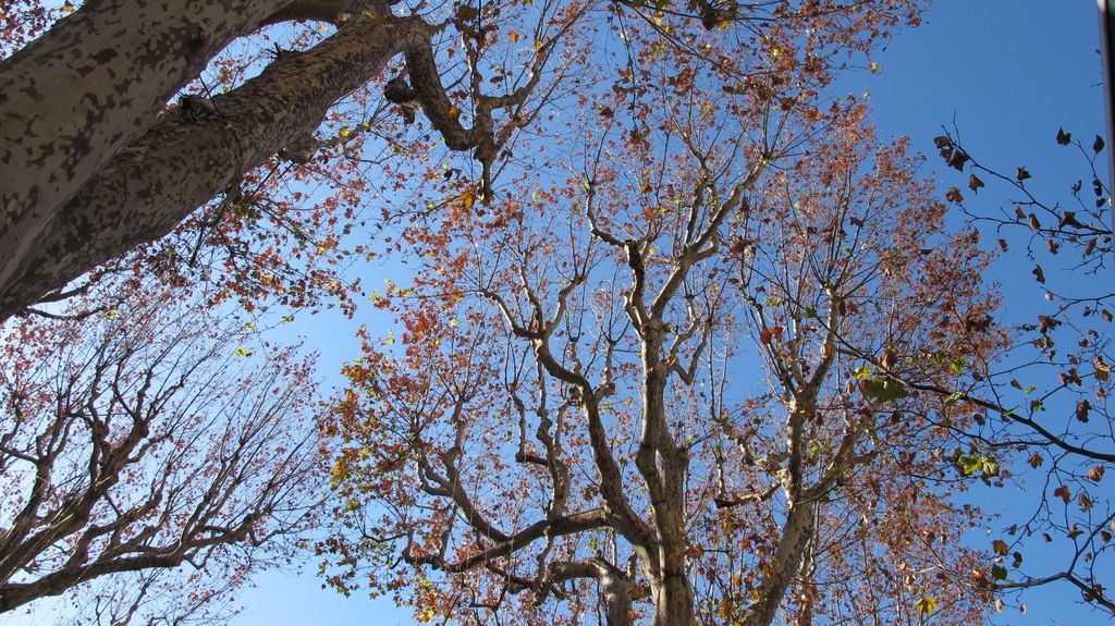 Trees on the Cours Mirabeau in Winter, Aix en Provence