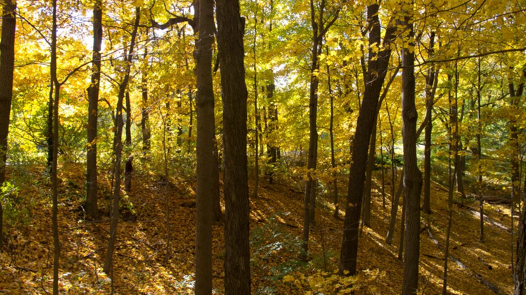 Arnold Arboretum by Roslindale, by Boston