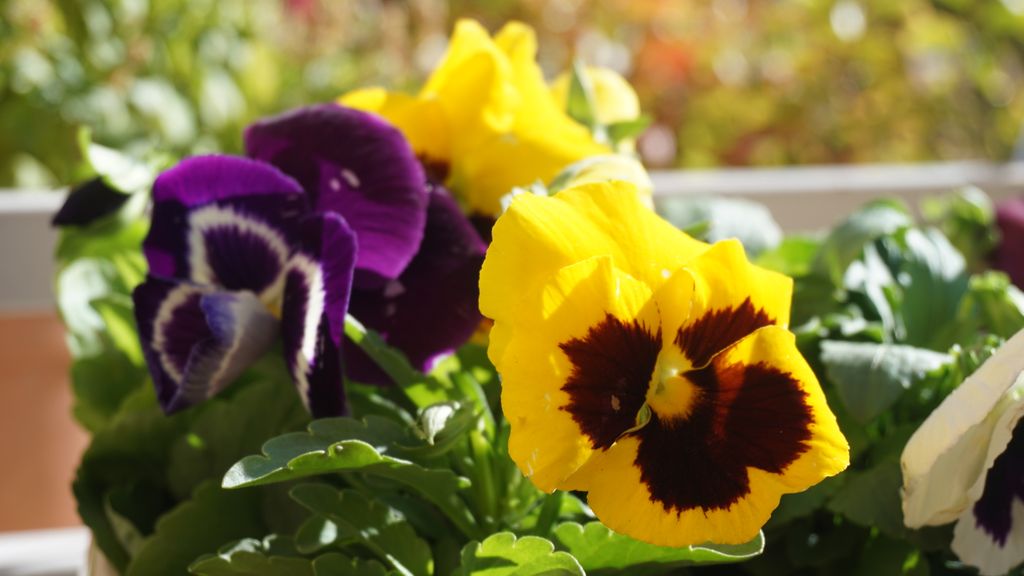 Flowers on the terrace