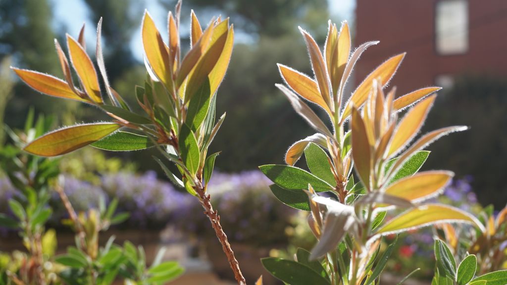 Flowers on the terrace