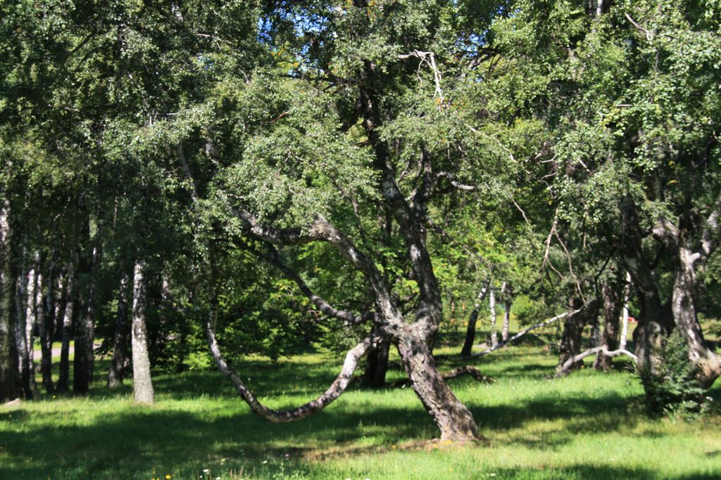 Mátra Hills at Galyatető, Hungary