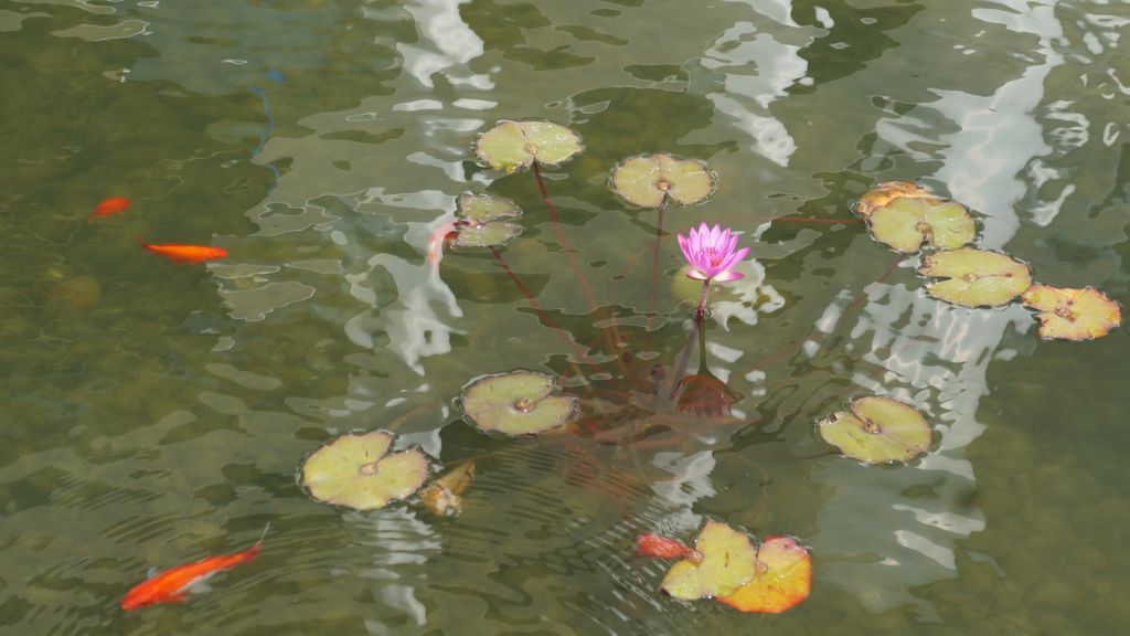 Small pond outside the Sheraton hotel in Shenzhen, China