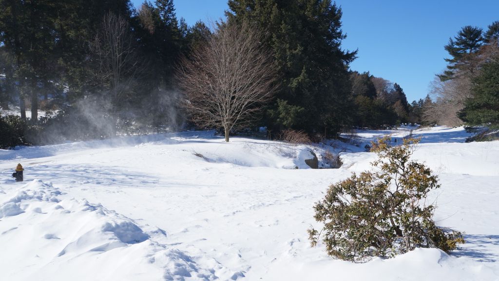 Arnold Arboretum, Boston, on a beautiful winter day