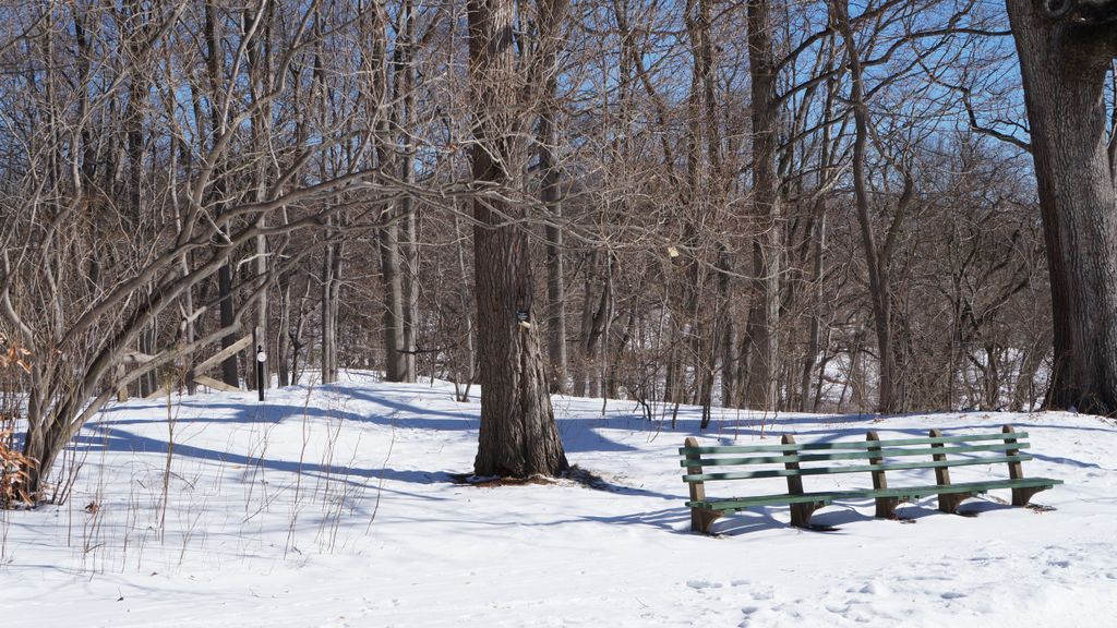 Arnold Arboretum, Boston, on a beautiful winter day