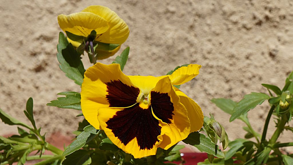 Flowers in Aix-en-Provence