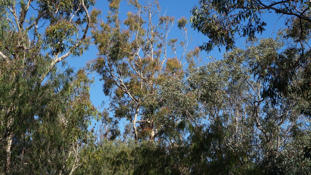 Yanchep National Park, north of Perth