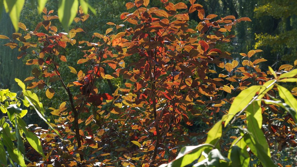 Autumn in Beijing