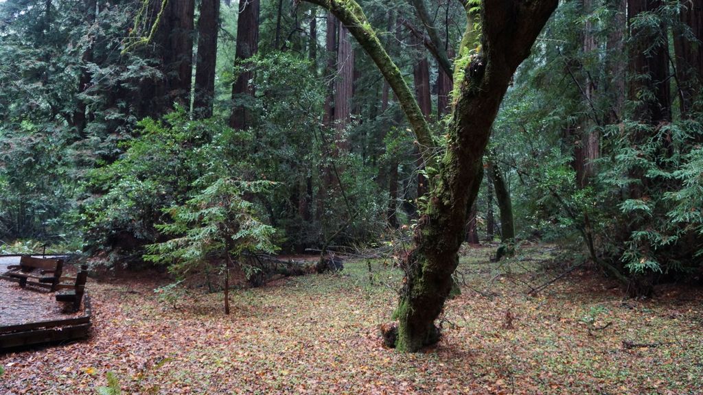 Redwood Forest (Muir Woods National Monument),  nearby San Francisco