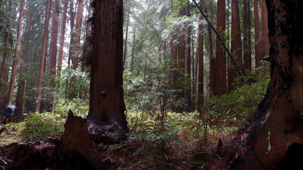 Redwood Forest (Muir Woods National Monument),  nearby San Francisco