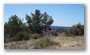 In the forest on the side of the St Victoire, Aix-en-Provence