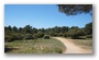 In the forest on the side of the St Victoire (Plateau de Bibémus), Aix-en-Provence