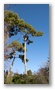 The vegetation of Aix-en-Provence in a spring-like-winter