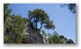 Forest on the St. Victoire by Le Tholonet, nearby Aix-en-Provence