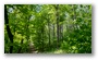 One of the main jewels of Budapest: the forests on the surrounding hills. One may not realize that one is at about 30-40 minutes by public transport from the city center...