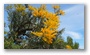 Nambung National Park, north of Perth