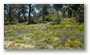 The forest of the St. Victoire, with spring colours