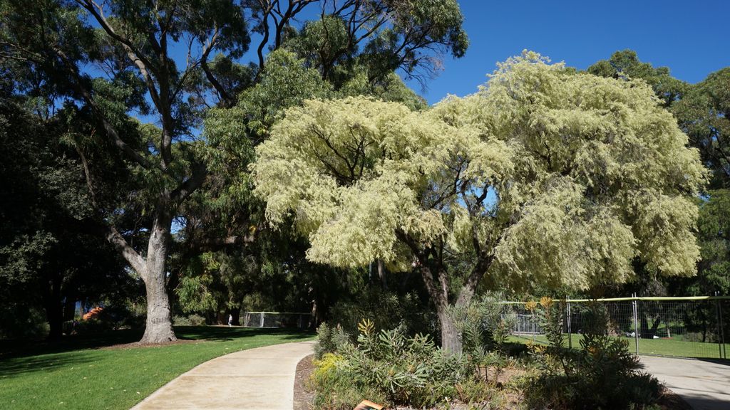 King's Park, Perth