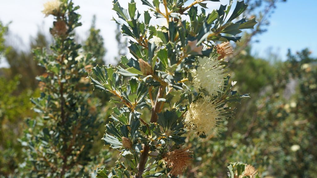 The bush north of Perth, Australia