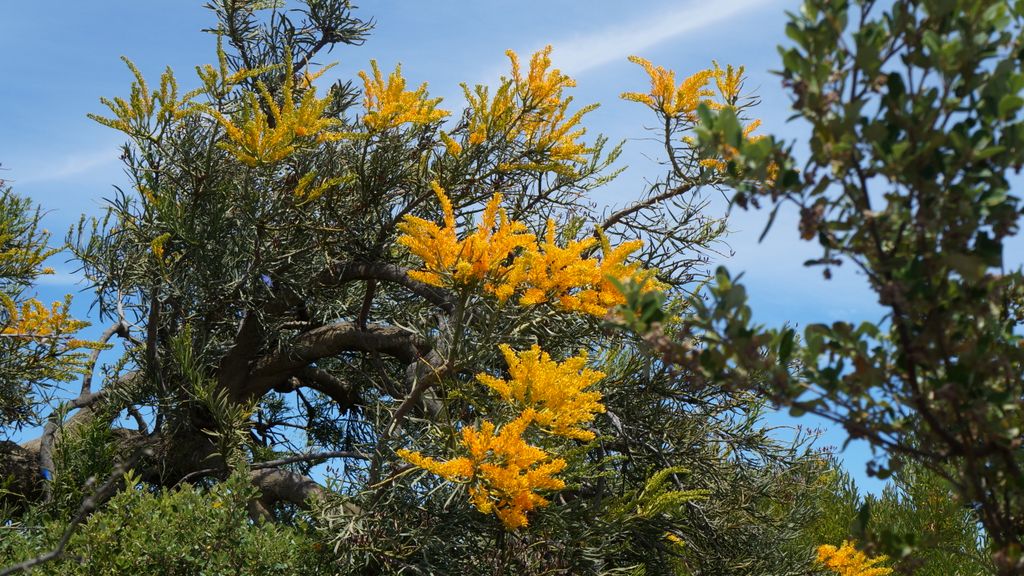 Nambung National Park, north of Perth