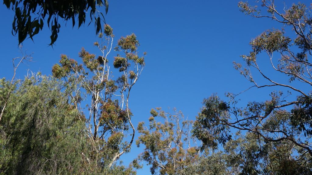 Yanchep National Park, north of Perth