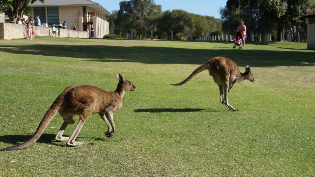 Yanchep National Park, north of Perth