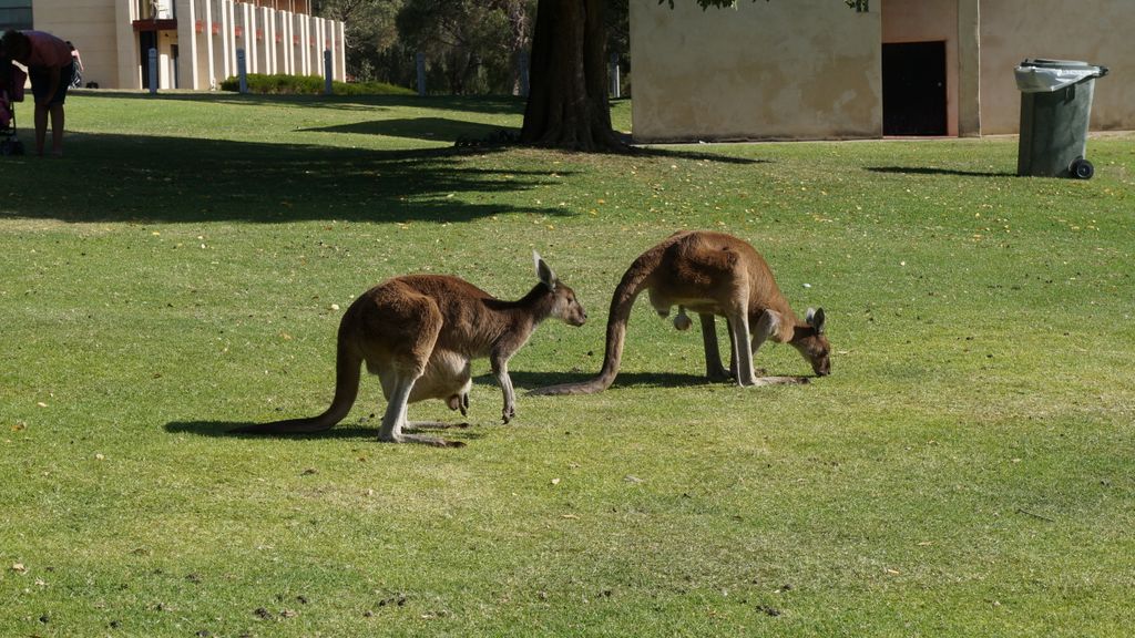 Yanchep National Park, north of Perth