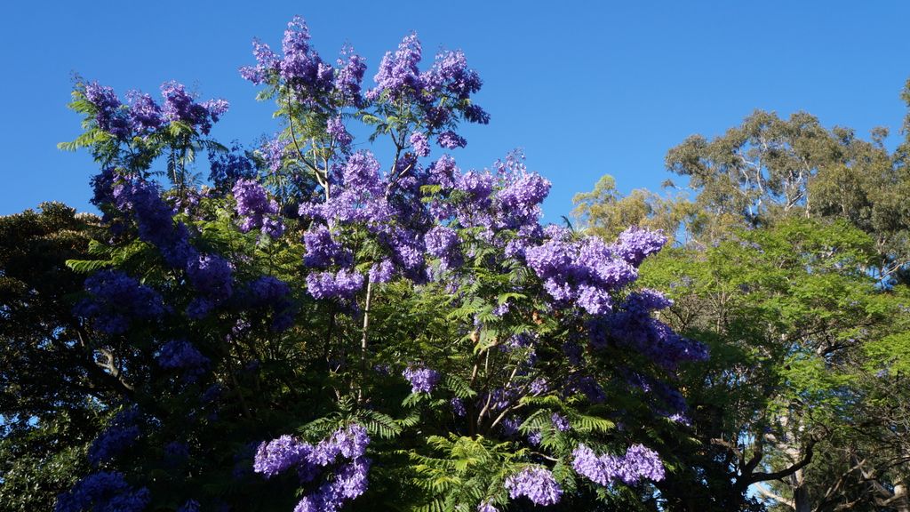 Kings Park, Perth