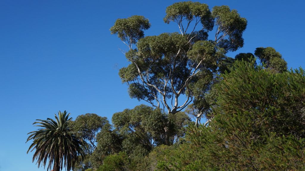 Kings Park, Perth