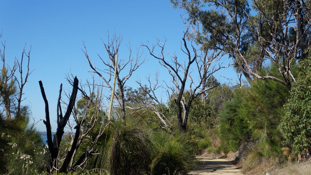 Kings Park, Perth