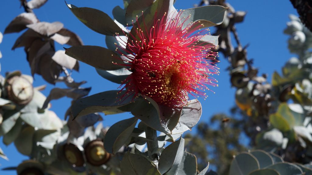 Kings Park, Perth