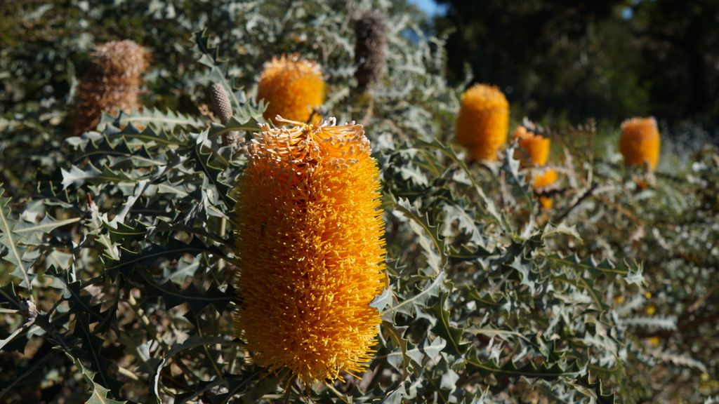 Kings Park, Perth