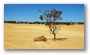 The Pinnacles, Nambung National Park, north of Perth