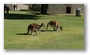 Yanchep National Park, north of Perth