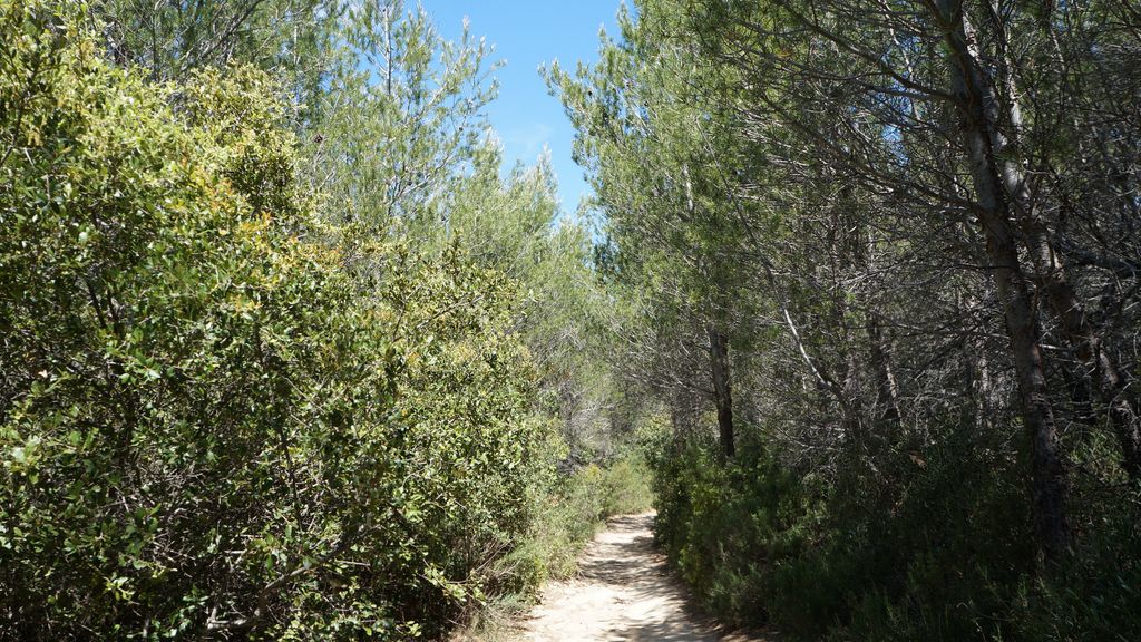 In the forest on the side of the St Victoire, Aix-en-Provence