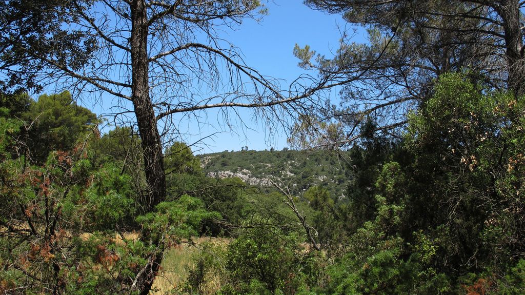 In the forest around Vauvenargues, nearby Aix-en-Provence