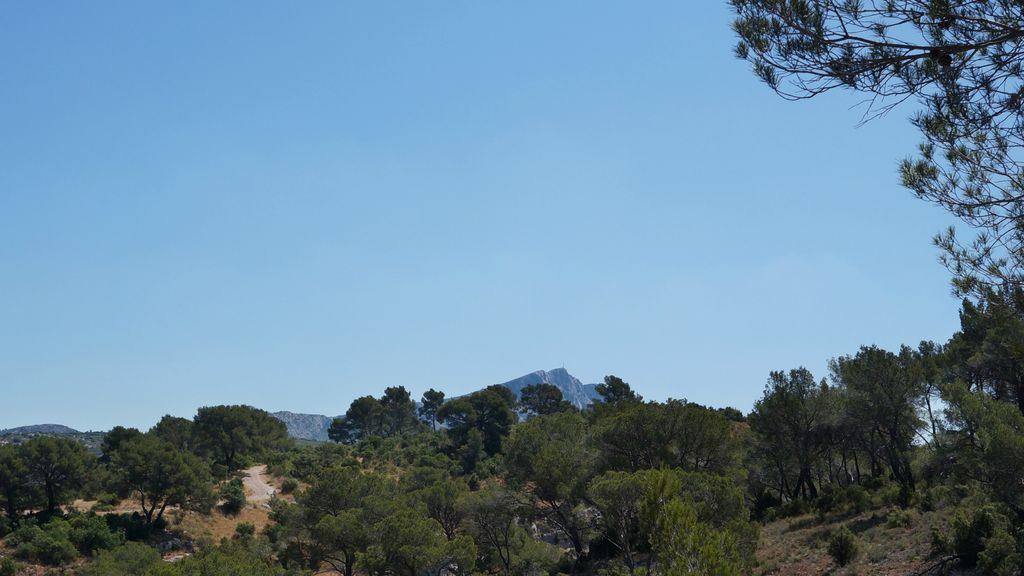 Forest on the St. Victoire by Le Tholonet, nearby Aix-en-Provence