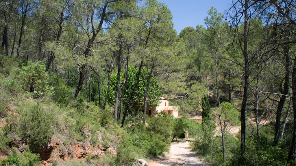 Forest on the St. Victoire by Le Tholonet, nearby Aix-en-Provence