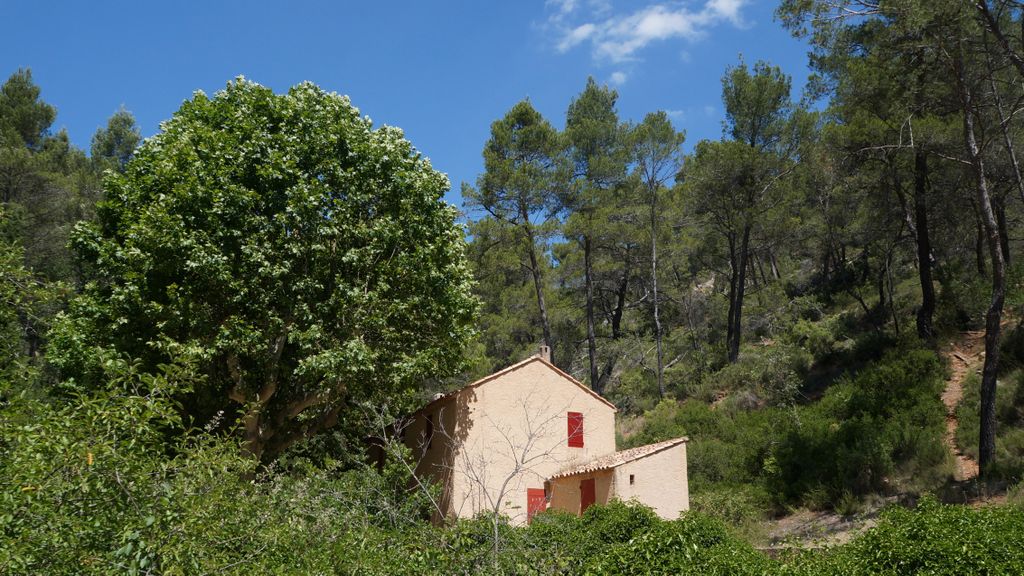 Forest on the St. Victoire by Le Tholonet, nearby Aix-en-Provence