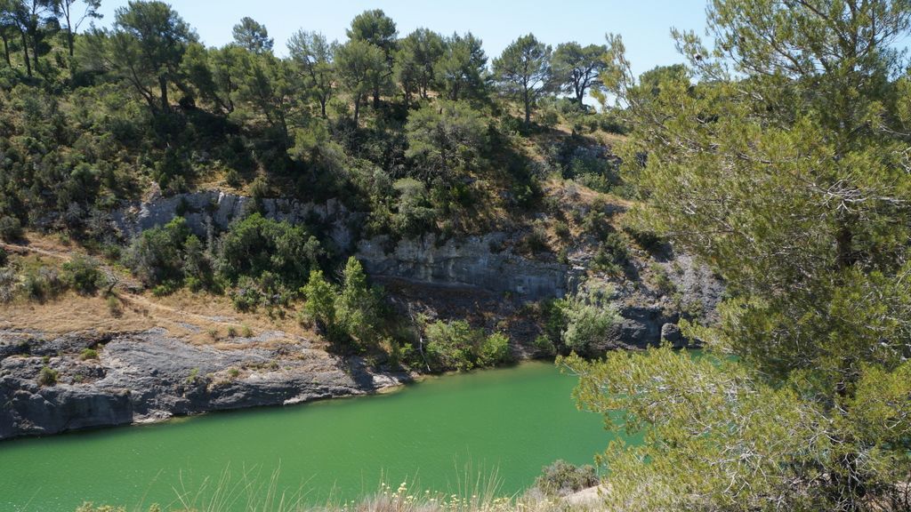 Forest on the St. Victoire by Le Tholonet, nearby Aix-en-Provence