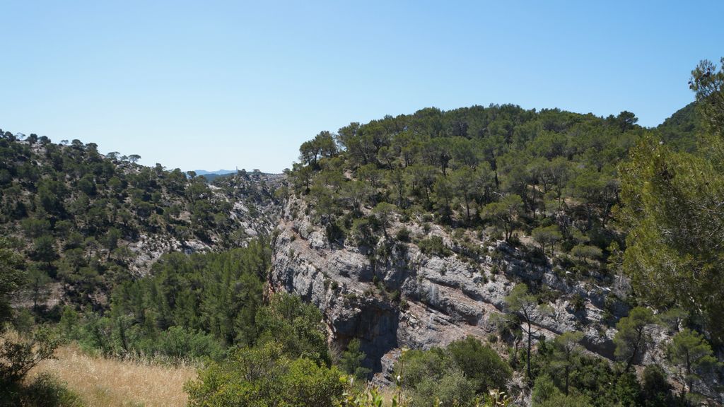 Forest on the St. Victoire by Le Tholonet, nearby Aix-en-Provence