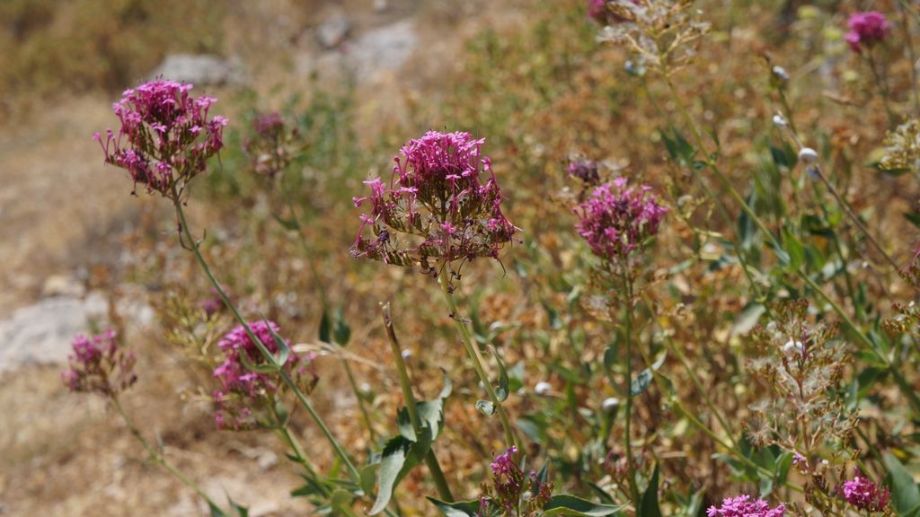 Forest on the St. Victoire by Le Tholonet, nearby Aix-en-Provence