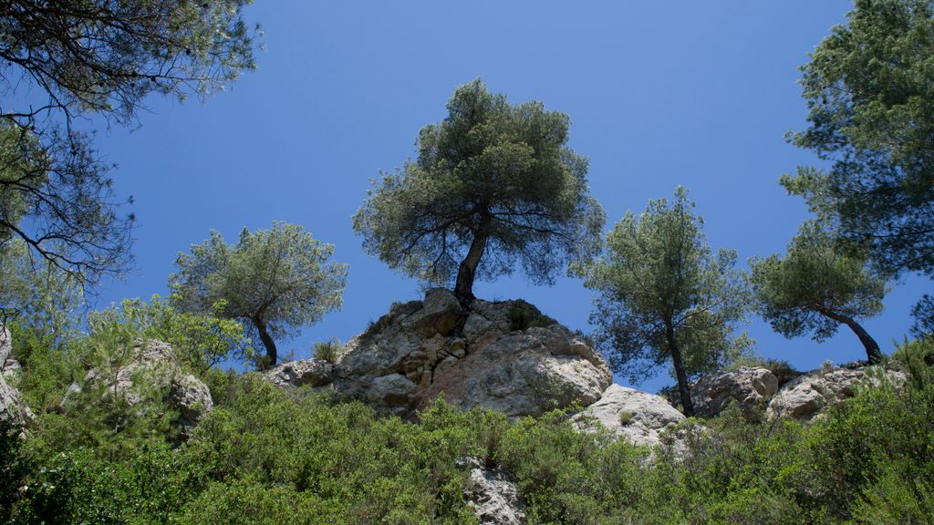 Forest on the St. Victoire by Le Tholonet, nearby Aix-en-Provence