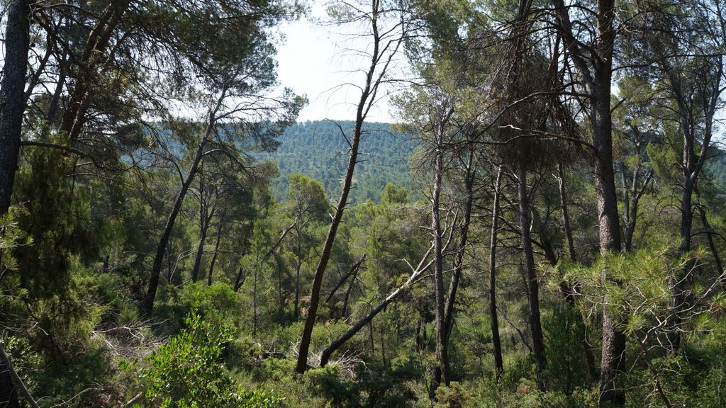 On the path between the Barrage Bimont and le Tholonet, on the side of the St Victoire