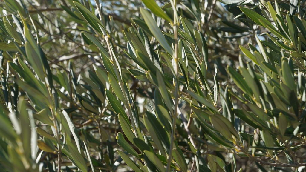 On the hillside of the St. Victoire