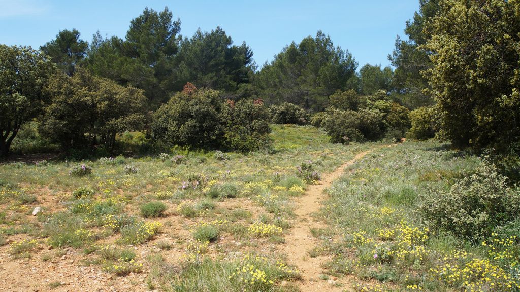 The forest of the St. Victoire, with spring colours